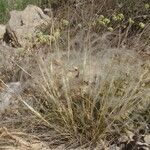 Stipa pennata Συνήθη χαρακτηριστικά