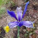 Iris xiphium Flor