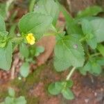 Mecardonia procumbens Kvet