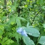 Mertensia paniculata Flower