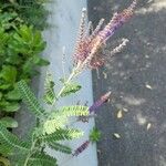 Amorpha canescens Folha