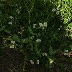 Valeriana woodsiana Flower