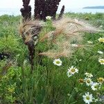 Hordeum jubatum Blatt