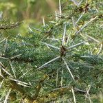 Vachellia xanthophloea Bark