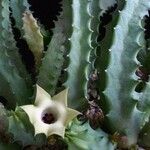 Huernia thuretii