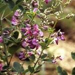 Lespedeza violacea Buveinė