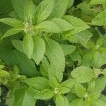 Mentha arvensisLeaf