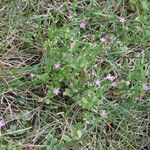 Centaurium pulchellum Habit