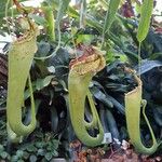 Nepenthes mirabilis Flor