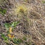 Spinifex littoreus Leaf