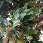 Ficus elasticaഇല