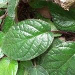 Jerdonia indica Leaf