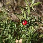 Ruscus aculeatus 果實