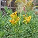 Kleinia barbertonicaFlower