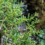 Crassula sarcocaulis Leaf