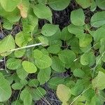 Cotinus coggygria Levél