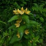 Lysimachia punctataFlower