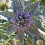 Eryngium maritimumKvět