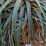 Puya glabrescens Habit