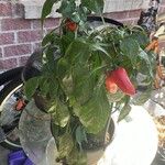 Capsicum annuumЛист