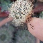 Mammillaria grahamii 葉