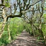 Carpinus betulus Habit