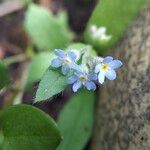 Myosotis arvensisBlomst