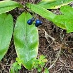 Clintonia borealis Owoc