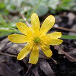 Ficaria vernaFlower