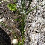 Gagea serotina Likasa