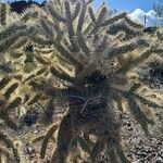 Cylindropuntia fulgida Folha