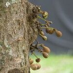 Stelechocarpus burahol Φρούτο