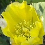 Opuntia stricta Blomst