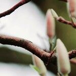 Magnolia × soulangeana Floro