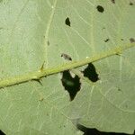Solanum chrysotrichum Leaf