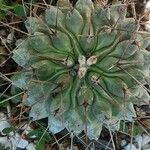 Thelocactus rinconensis Folha