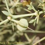 Fagonia zilloides പുഷ്പം