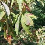 Aesculus flava Blatt