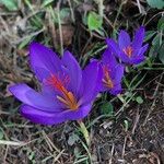 Crocus ligusticus Кветка