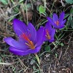 Crocus ligusticus Kvet