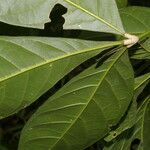 Angostura granulosa Hoja