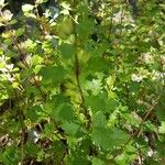 Teucrium lucidum Frunză