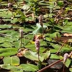 Persicaria amphibia പുഷ്പം