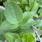Sium sisarum Hoja