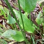 Alisma plantago-aquatica Blatt