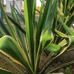 Furcraea selloana Folha