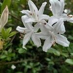 Rhododendron viscosum പുഷ്പം