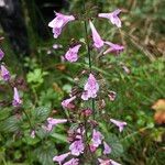 Clinopodium grandiflorumFloare