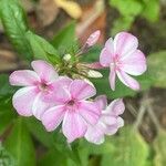 Phlox paniculata Cvet