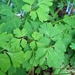 Corydalis flexuosa Leaf